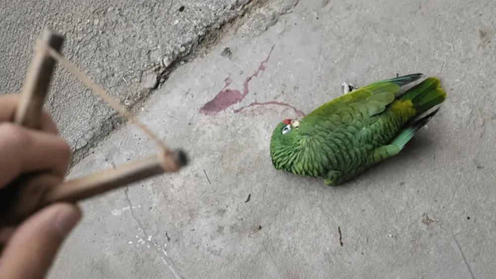Loros