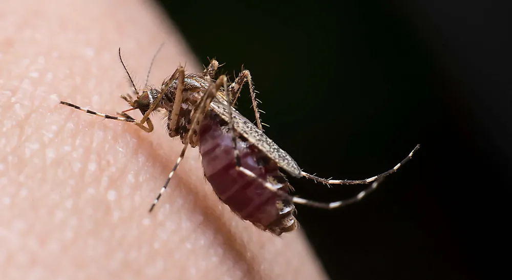 chikungunya dengue