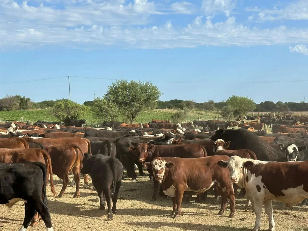 abigeato vacas