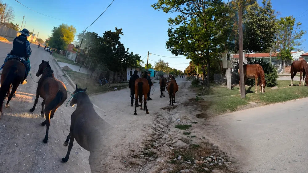 animales sueltos